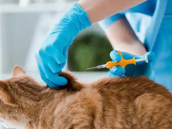 GS-441524 Injection Young Cats| Shaanxi BLOOM Tech Co., Ltd GS-441524 Injection Young Cats| Shaanxi BLOOM Tech Co., Ltd
