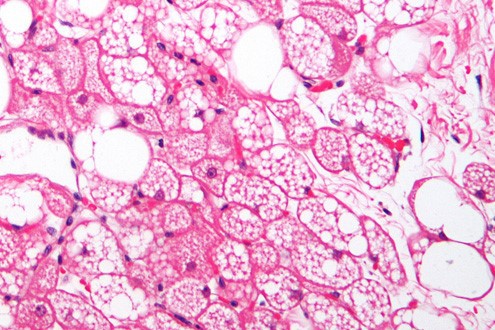 Aicar Tablets | Shaanxi BLOOM Tech Co., Ltd Aicar Tablets | Shaanxi BLOOM Tech Co., Ltd