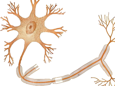 Kisspeptin 10 peptide price | Shaanxi BLOOM Tech Co., Ltd