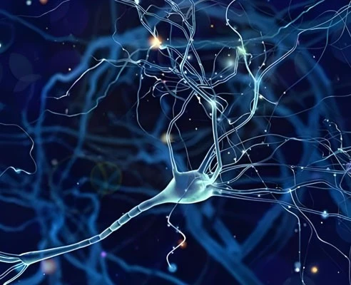 GLP-1 Nerves | Shaanxi BLOOM Tech Co., Ltd GLP-1 Nerves | Shaanxi BLOOM Tech Co., Ltd